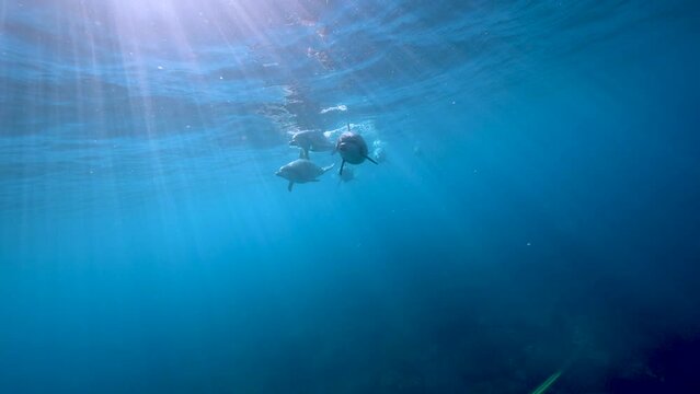 ミナミハンドウイルカ05_御蔵島_ 2023.5.10-11_正面から向かってくる群れの中の1頭が戻ってくる