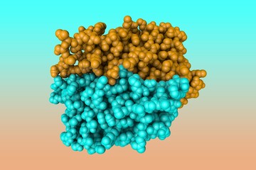 Human quinone reductase 2 (NQO2). Space-filling molecular model. Rendering with differently colored protein chains based on protein data bank entry 5lbz. 3d illustration