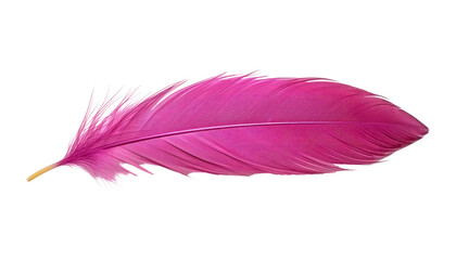 pink feather isolated on transparent background cutout