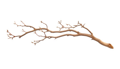 Fototapeta premium branch isolated on transparent background cutout