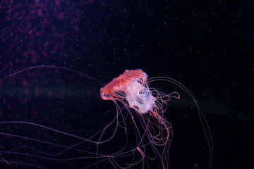 Jellyfish are floating in the deep sea.