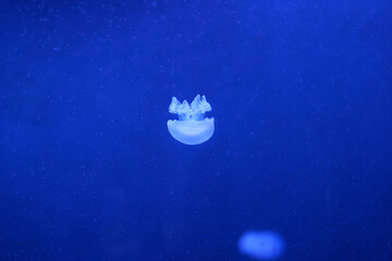 Jellyfish are floating in the deep sea.