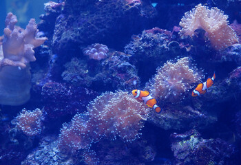 Many nemo fish are swimming.