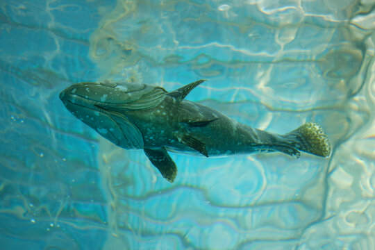 Brown spotted grouper swimming in the deep sea.