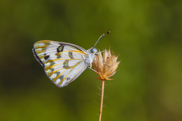 white butterfly on dry grass, Desert White, Pontia glauconome