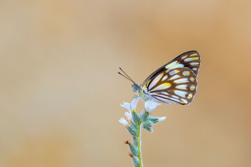 large white migratory butterfly, Brown-veined White, Belenois aurota