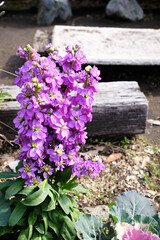 Fototapeta na wymiar 満開に開花したアラセイトウの花