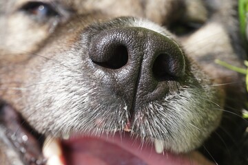 Close-up of a laughing dog's muzzle