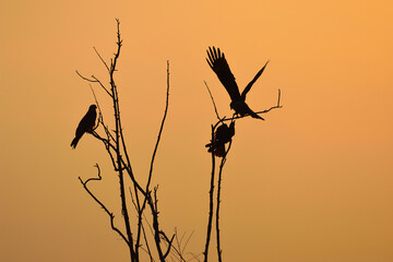 Silhouette bird flying at sunset