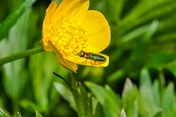 Anthaxia nitidula sitting on a yellow flower
