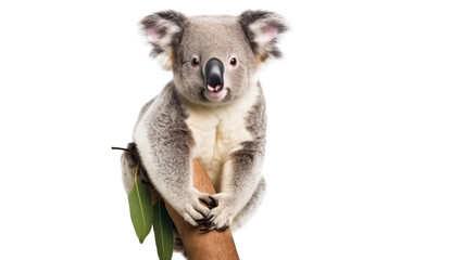 Australian Koala bear resting in a eucalyptus on transparent background, Png files