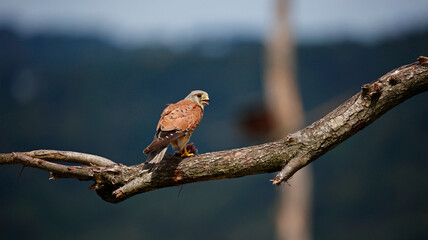 Male kestrel hunting on the farm