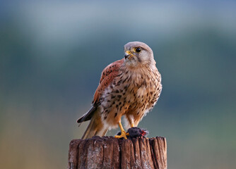 Male kestrel hunting on the farm