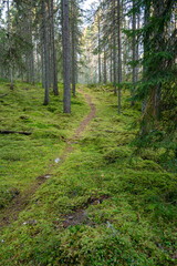 Narrow walking trail through forest full of moss
