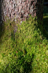 Green moss growing up on tree trunk