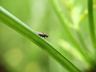 Macro of insect with defocused green background