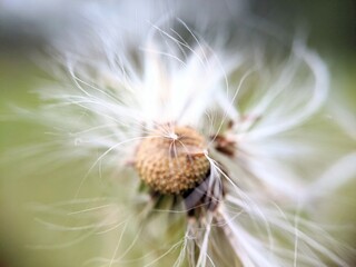 Beautiful dandelion seed macro in nature. Beautiful blurred green background. Bright colorful dreamy artistic image