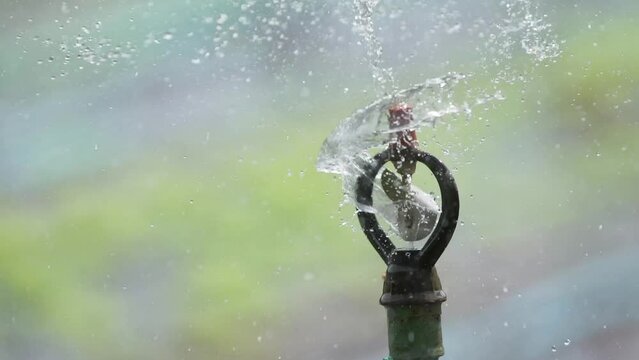 Farmers use sprinklers to water their vegetable fields.
