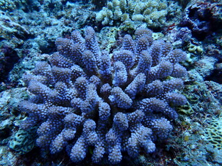 岩場に生える、青い枝状の珊瑚のアップ