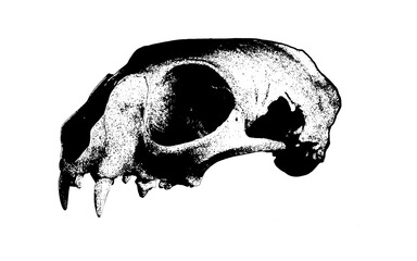 skull on black, stipple bone, metal design for asset, dinosaurus skull, bone fang illustration, anatomy of skull
