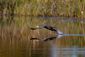 Cormorant taking off over a lake in Poland