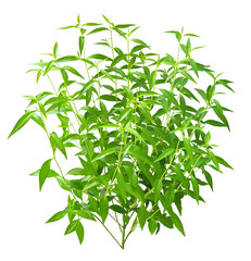 Andrographis paniculata plant on transparent png