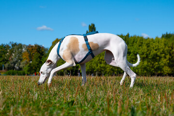 English greyhound dog