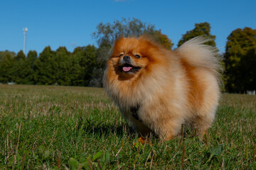 pomeranian puppy on grass