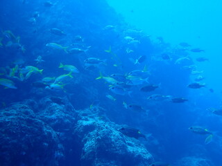 Fototapeta na wymiar 海の岩場とたくさんの海水魚
