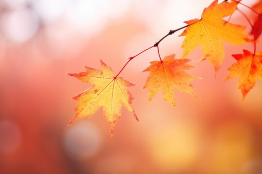 Branch with red and yellow maple leaves with soft focus light and background