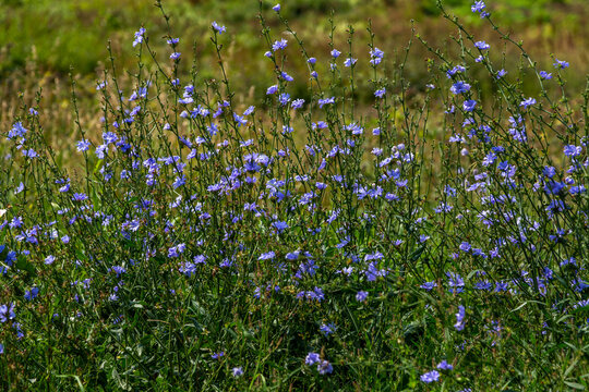 Blue flowers of chicory on the background of the summer landscape.