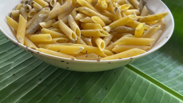 Weevils on spoiled pasta. Insects in food