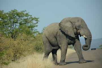 Massive Elephant strolling on a tar road in the Kruger Nation Park, South Africa.