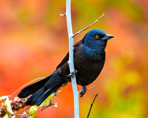 Common Grackle Image and Photo.  Grackle close-up side view perched on branch with autumn orange background in its environment and habitat.