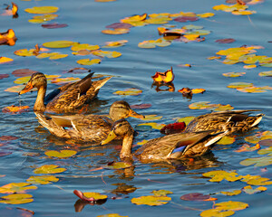 Duck Photo and Image. Four ducks swimming and foraging for food with water lily pads in their environment and habitat surrounding.
