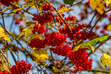 Viburnum branches with red berries on a gray autumn blurred background