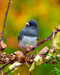 Junco Dark-eyed Photo and Image.  Close-up profile front view perched on a dried mullein stalks plant with a colourful background in its environment and habitat.
