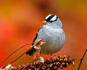 White-crowned Sparrow Photo and Image. Sparrow close up front view perched on a branch with autumn orange background in its habitat.