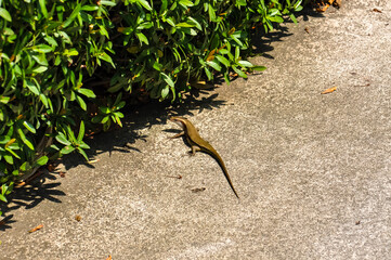 A lizard basks on the road in a hotel in Thailand, Eutropis multifasciata