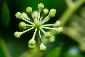Flower umbels of Common or English ivy (Hedera helix). Macro close up of greenish buds ressembling...