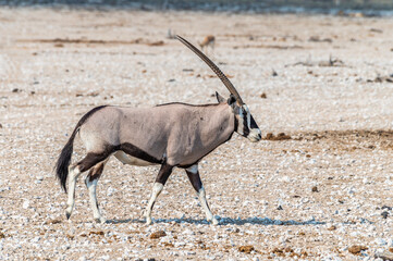 A view of an Oryx in the morning in the Etosha National Park in Namibia in the dry season