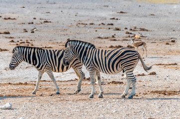 Fototapeta na wymiar A view of a pair of Zebras beside a waterhole in the morning in the Etosha National Park in Namibia in the dry season