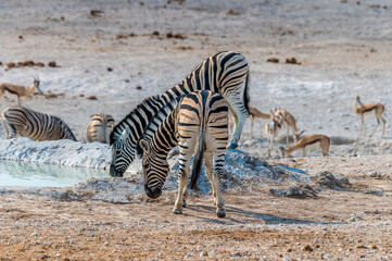 Fototapeta na wymiar A view of Zebras drinking at a waterhole in the morning in the Etosha National Park in Namibia in the dry season