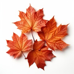 Naklejka na ściany i meble Vibrant maple leaves, displaying a spectrum of fall colors, isolated on a white background. Their autumnal hues evoke thoughts of Thanksgiving and the changing seasons.