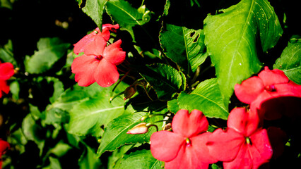 nice and beautiful impatiens walleriana flowers