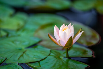 Lotus water lily flower in a pond close-up view in Daci Temple, Chengdu, Sichuan province, China - 660508035