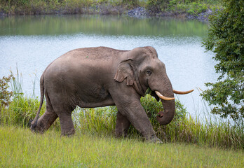 Large male wild elephants roam the edge of the forest at Thailand's national parks.