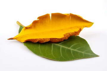 Turmeric slice and leaf on white. Generative AI