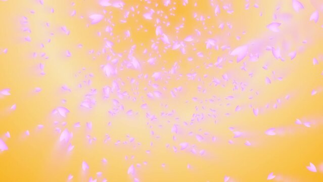 Pink cherry petals falling and flying away in the wind on gold gradient background. A scene of Spring time in Japan.