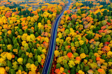 beautiful forest road